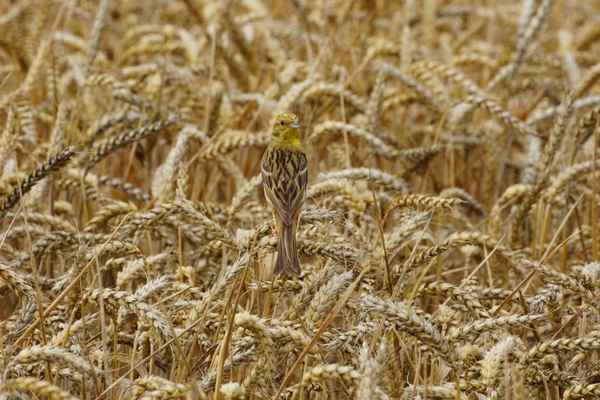 Versteckt im Kornfeld