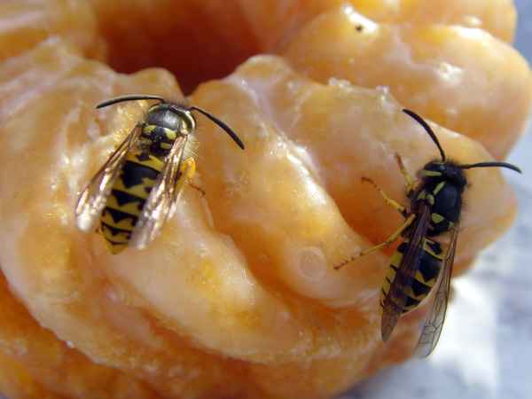 Lecker, aber schon andere Leckermäulchen am Werk.