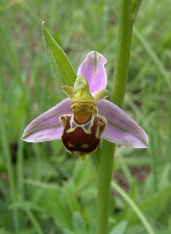 Ophrys apifera