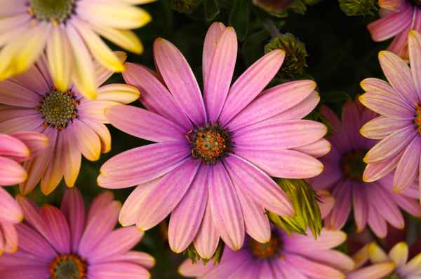 Kapmargarite (Blume)