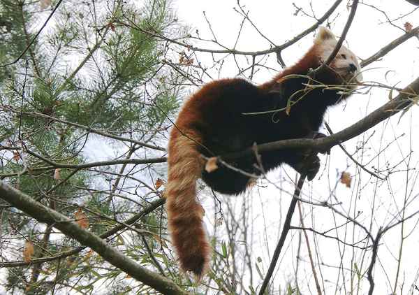 Kleiner Panda