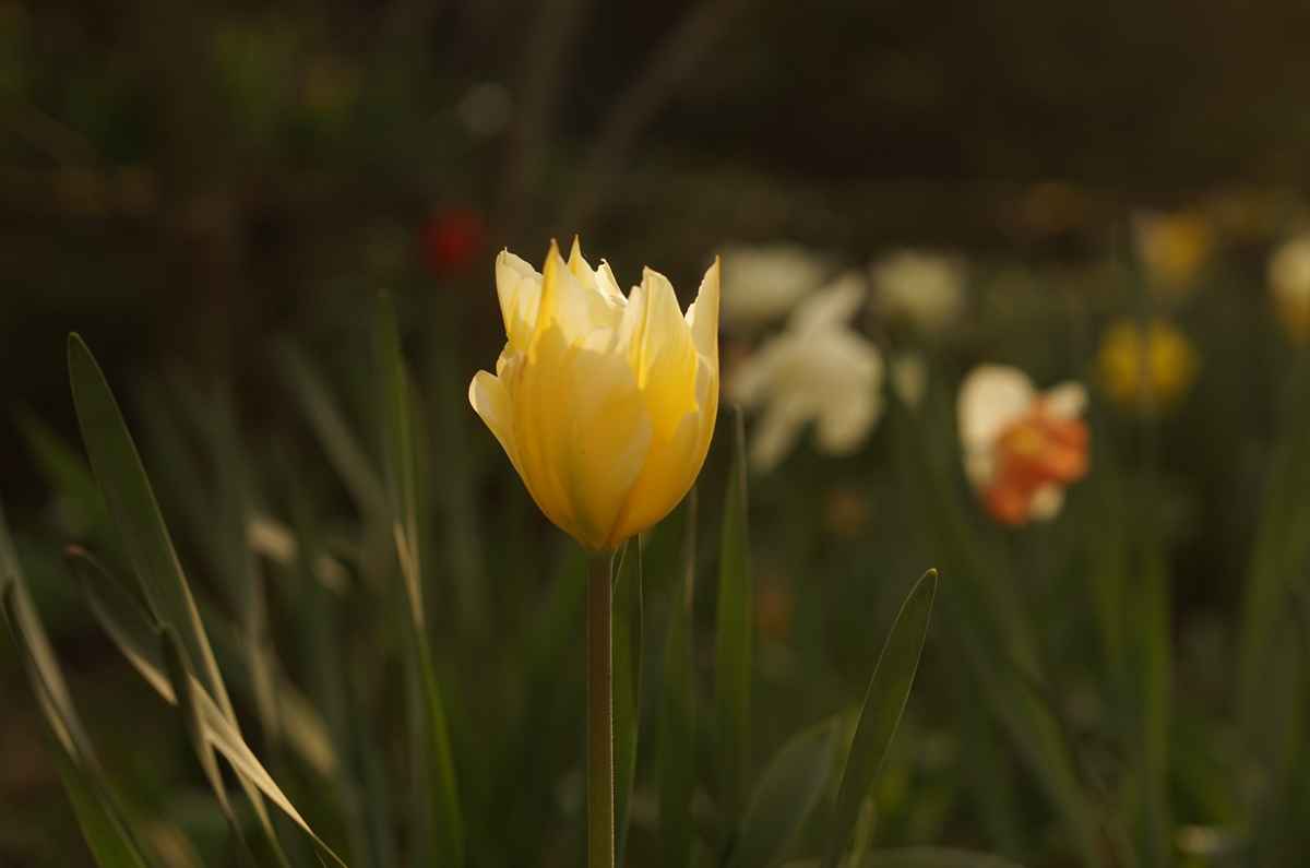 yellow