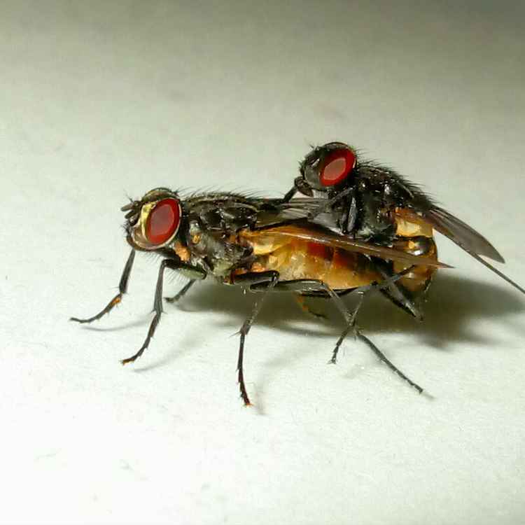 Fliegende Vögel...oder so