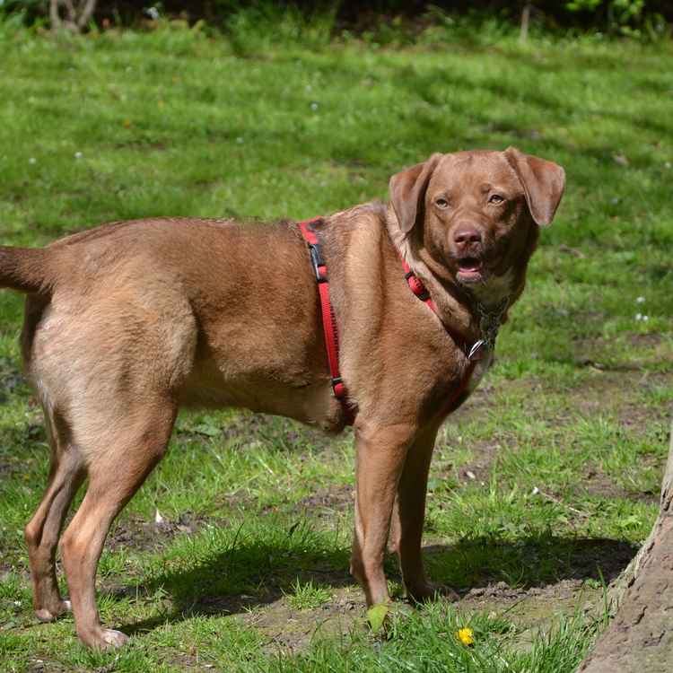 Labrador-Mischling