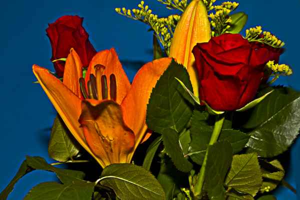 eine rose