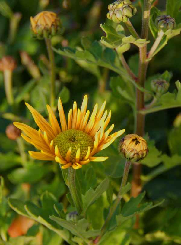 kleine, gelbe Winteraster