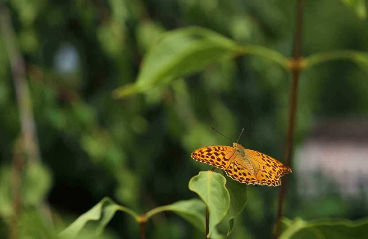 Kaisermantel Schmetterling 2022