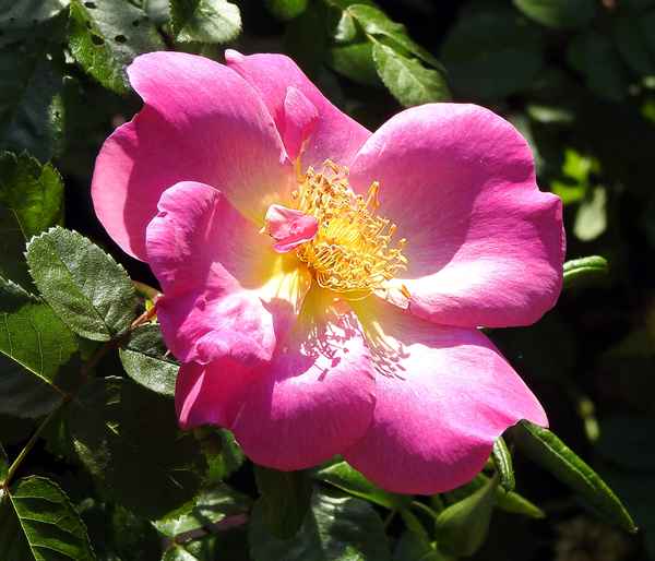 Blüte