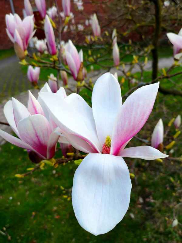 Schöne Magnolienblüte