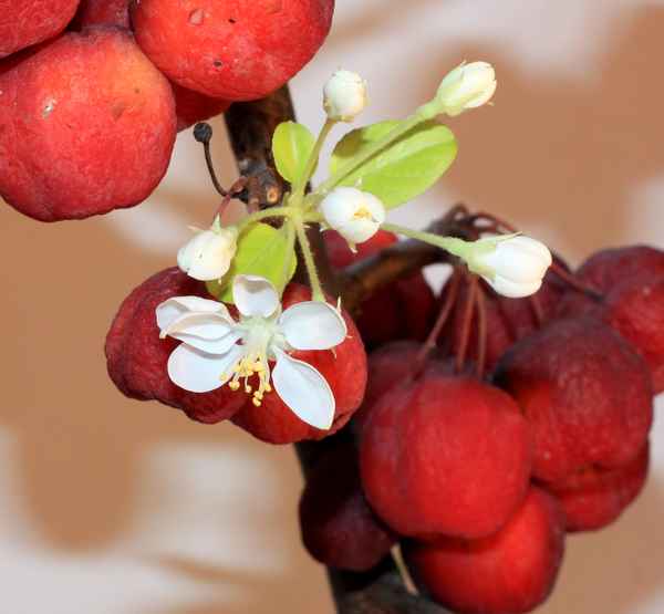 Blühender Zierapfelzweig