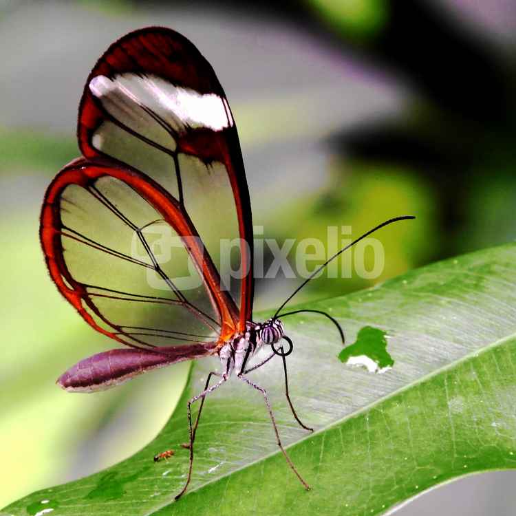 transparenter Leichtbau