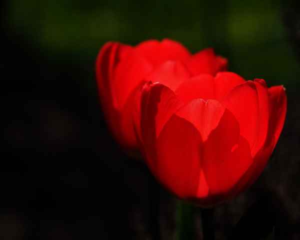 symphonie in rot 2