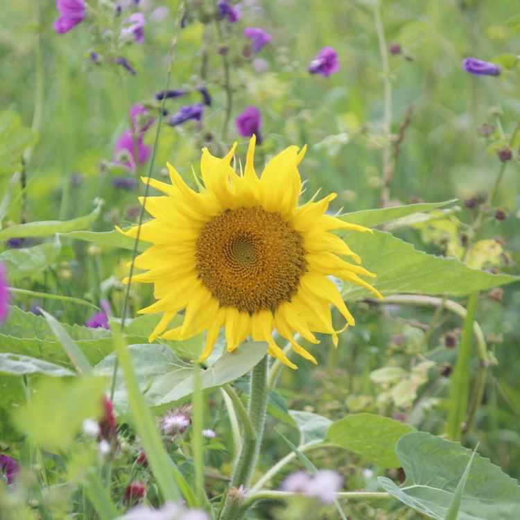 Sonnenblume am Feldrand