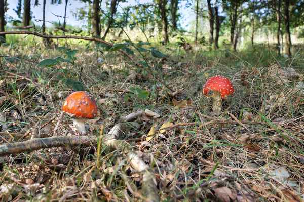 Fliegenpilze am Waldrand