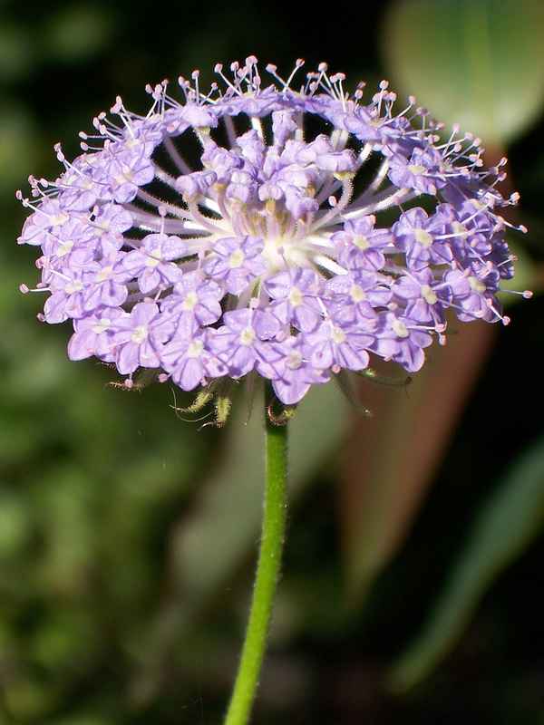 Blaue Spitzen