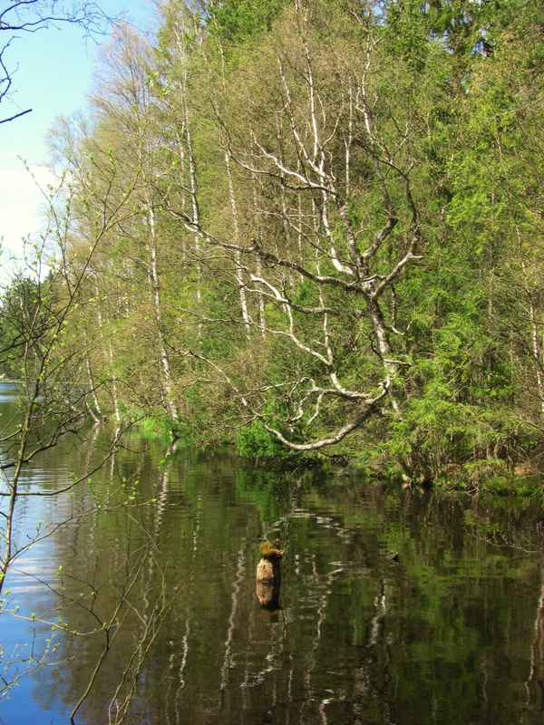 Im Glatzener Moor / 27