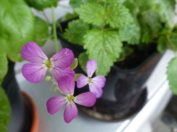 Radieschenblüten