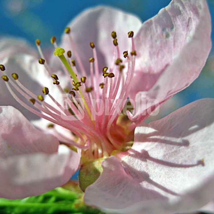 rosa Traum...