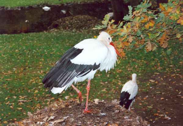 Störche