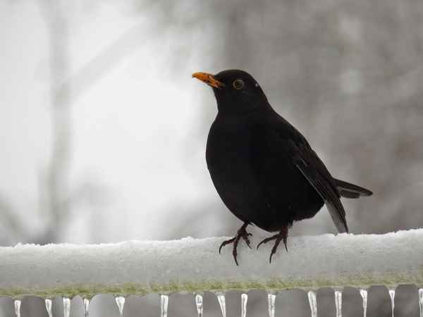 Amsel im Schnee .