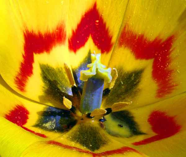 Tulpe von innen