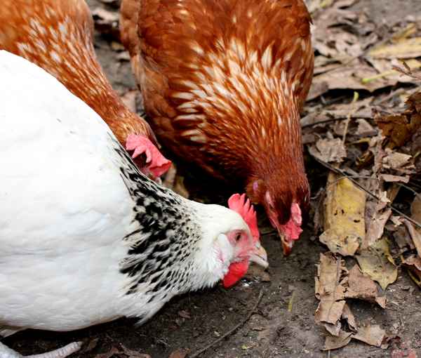 Glückliche Hühner im Freien