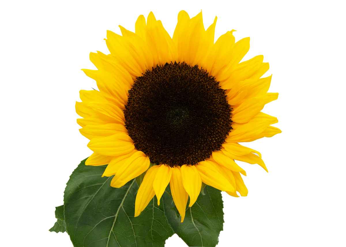 Gewöhnliche Sonnenblume