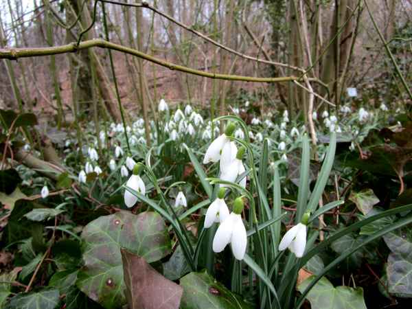 Weiße Frühlingsboten