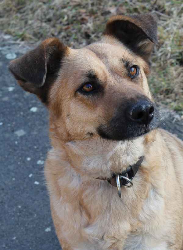 Ein Hundeblick