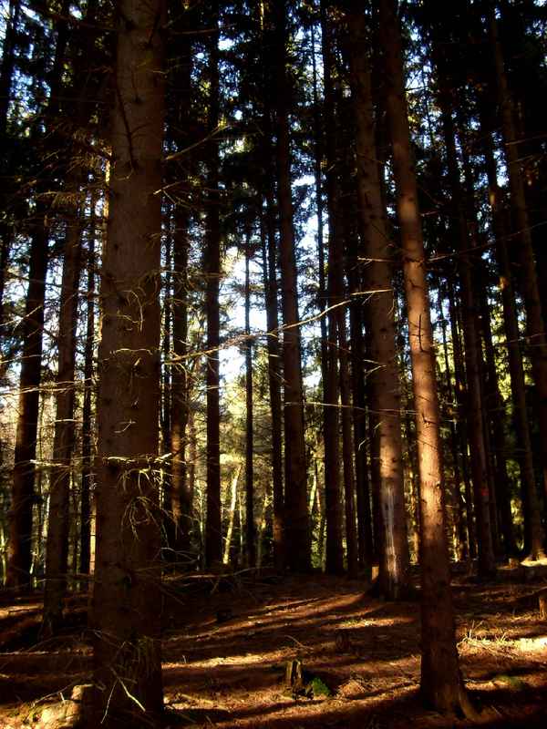 IM TANNENWALD