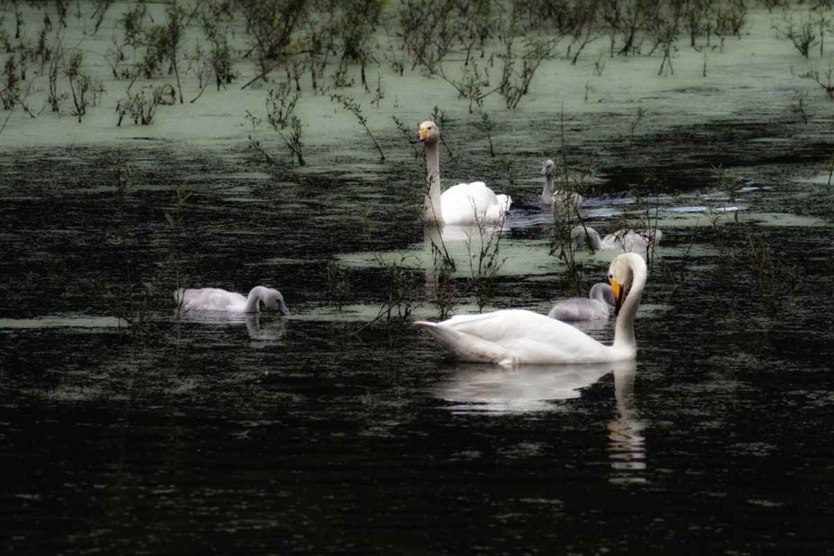 Schwanenfamilie