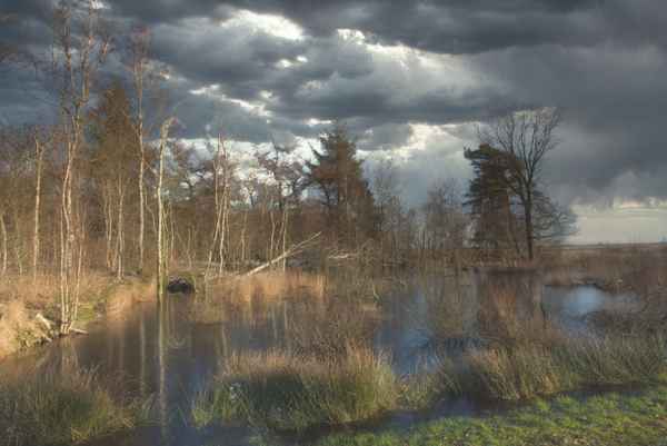 Morgens im Moor