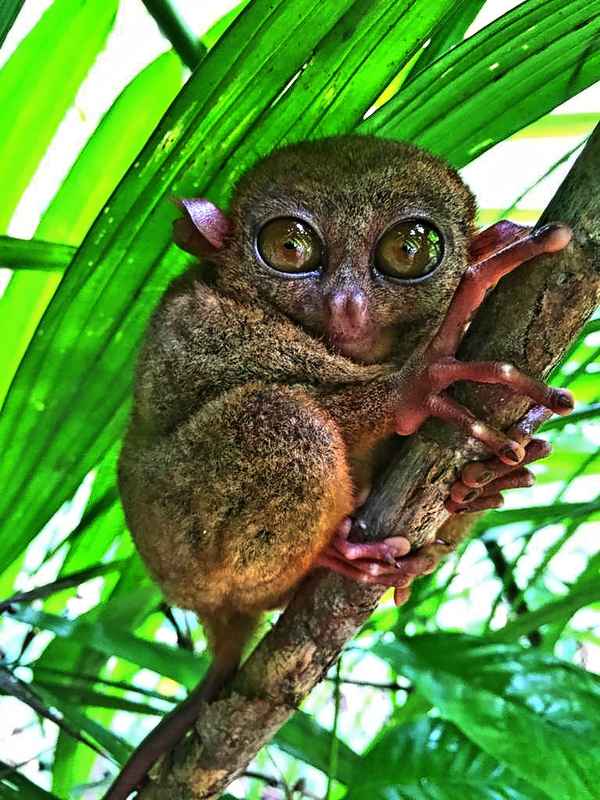 Koboldmaki Tarsier
