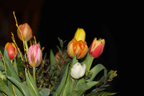 Bunter Tulpenstrauß