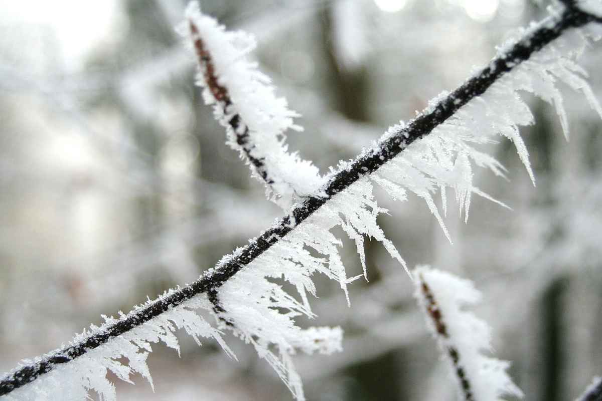 Zweige im Winterzauber