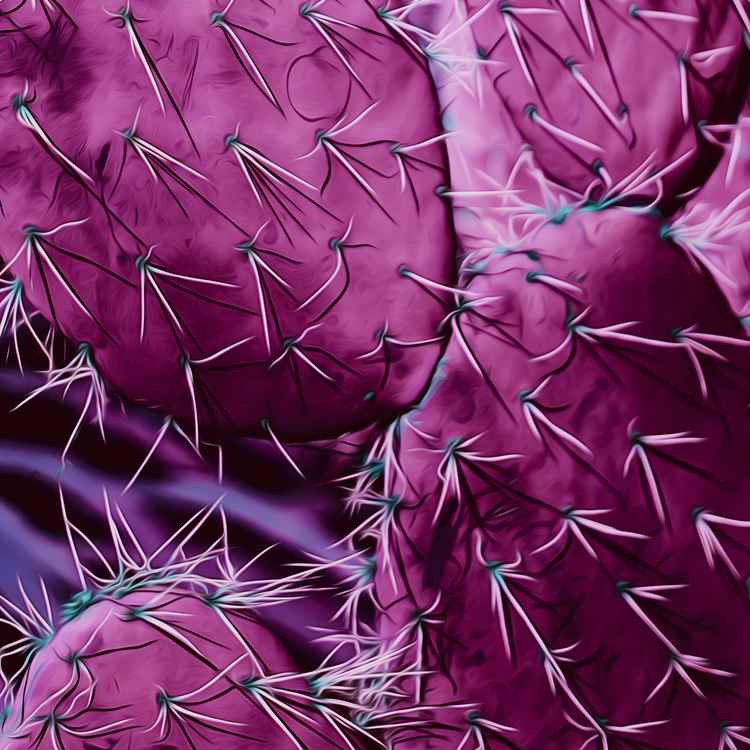 Lila... wolk.... äh... kaktus