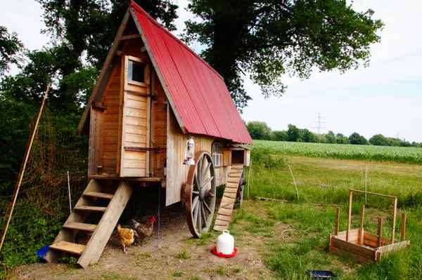 Hühneridyll im Münsterland