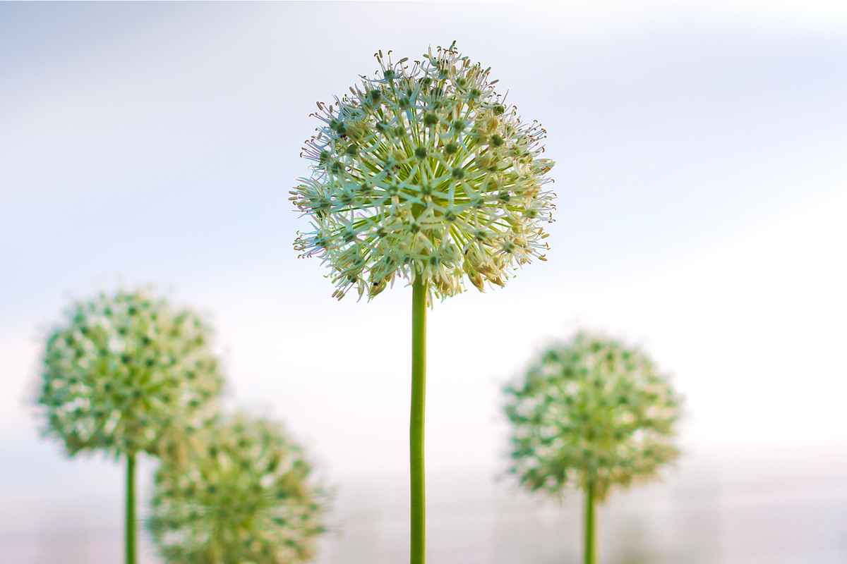 Allium V