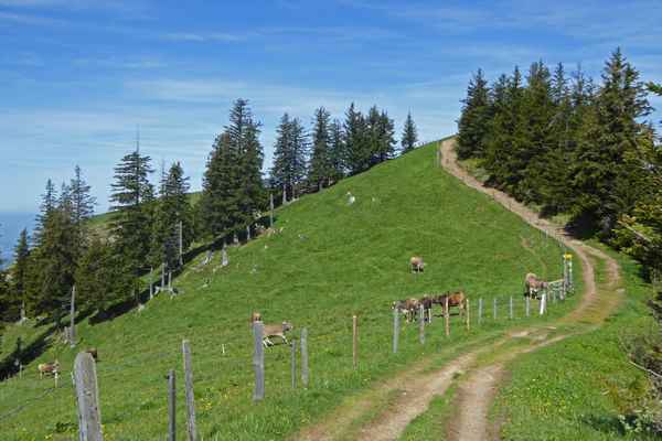 Gratweg zwischen Gnipen und Wildspitz