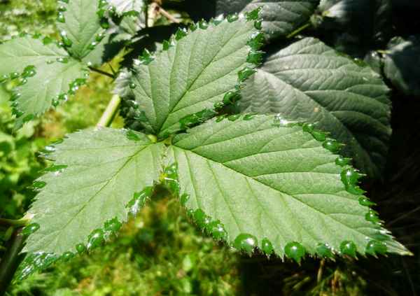 Die Morgensonne trocknet künstlerisch