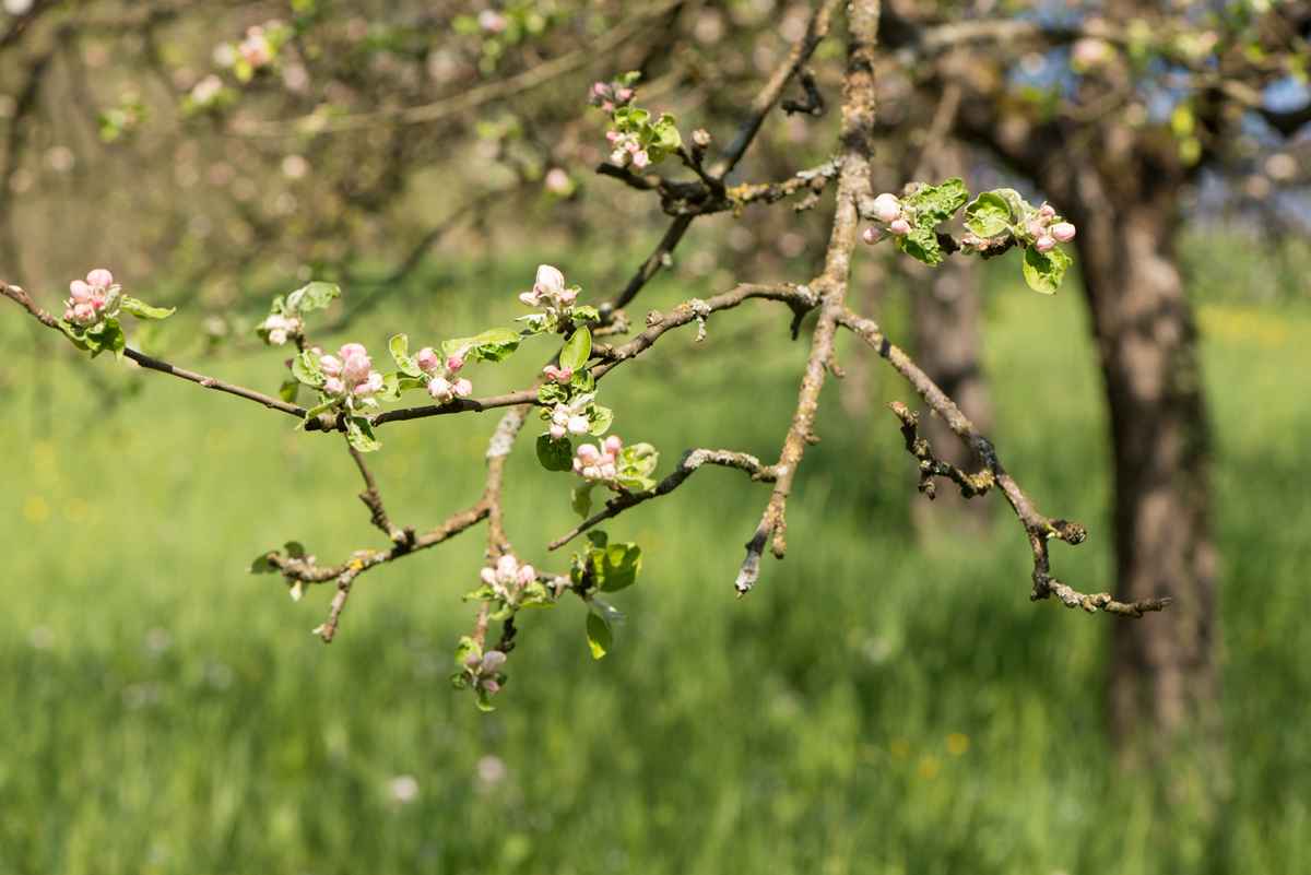 Apfelbaum mit Blüten
