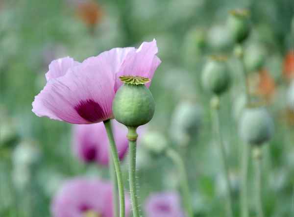 Mohn muß nicht immer rot sein..