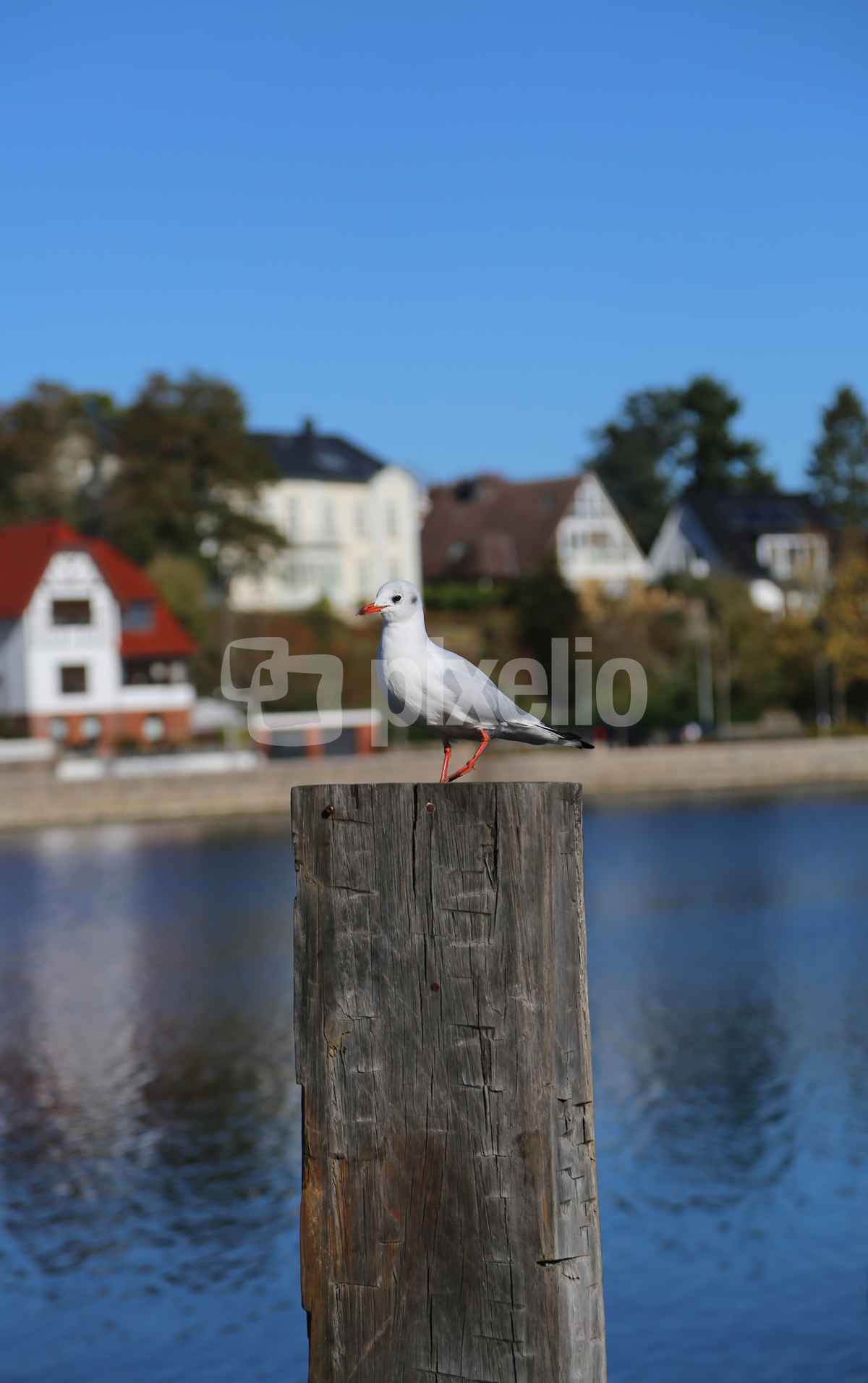 Möwe am Kai