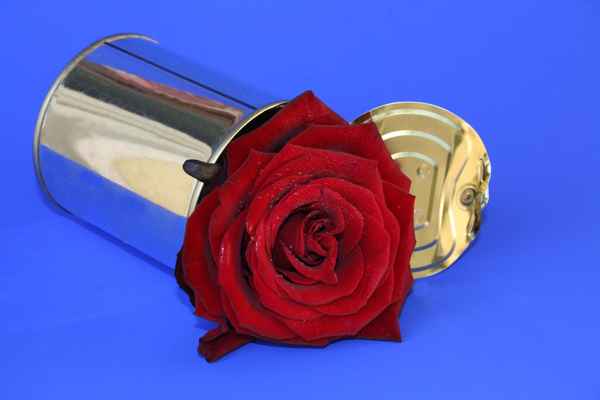 DIE ROSE AUS DER DOSE