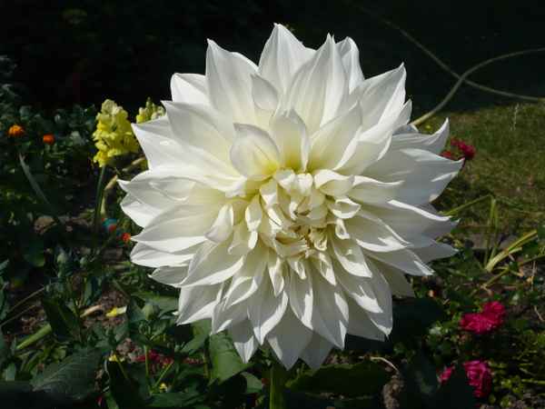 Schöne  Blume