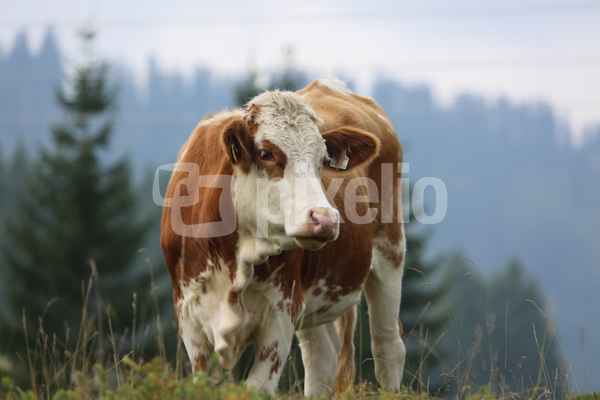 Kuh auf der Alm