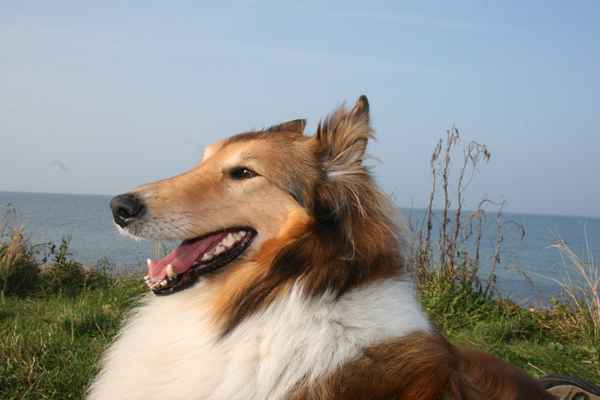 American Collie 0005