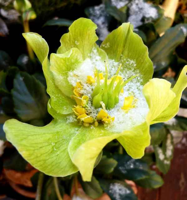 Lenzrose im Schnee