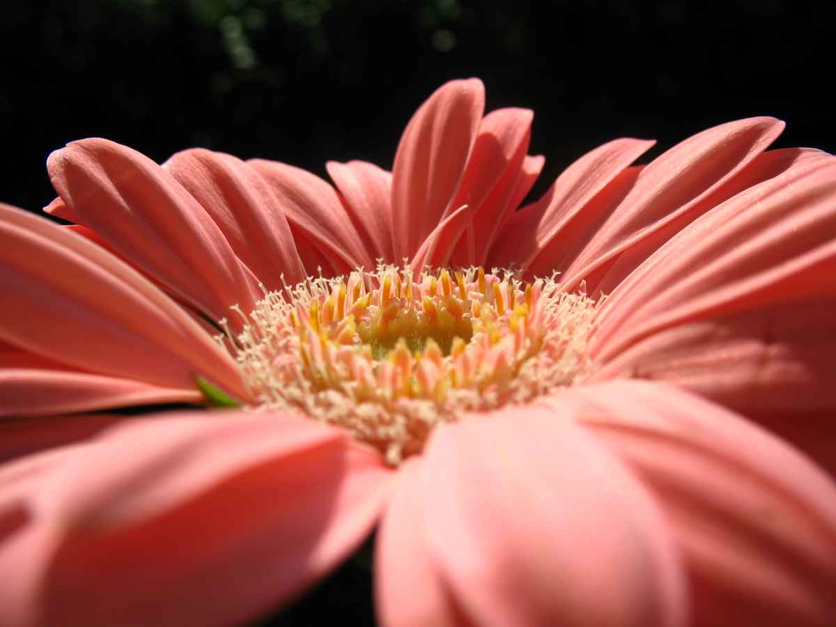 Gerbera