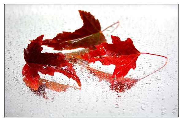 Spiegelbild 38